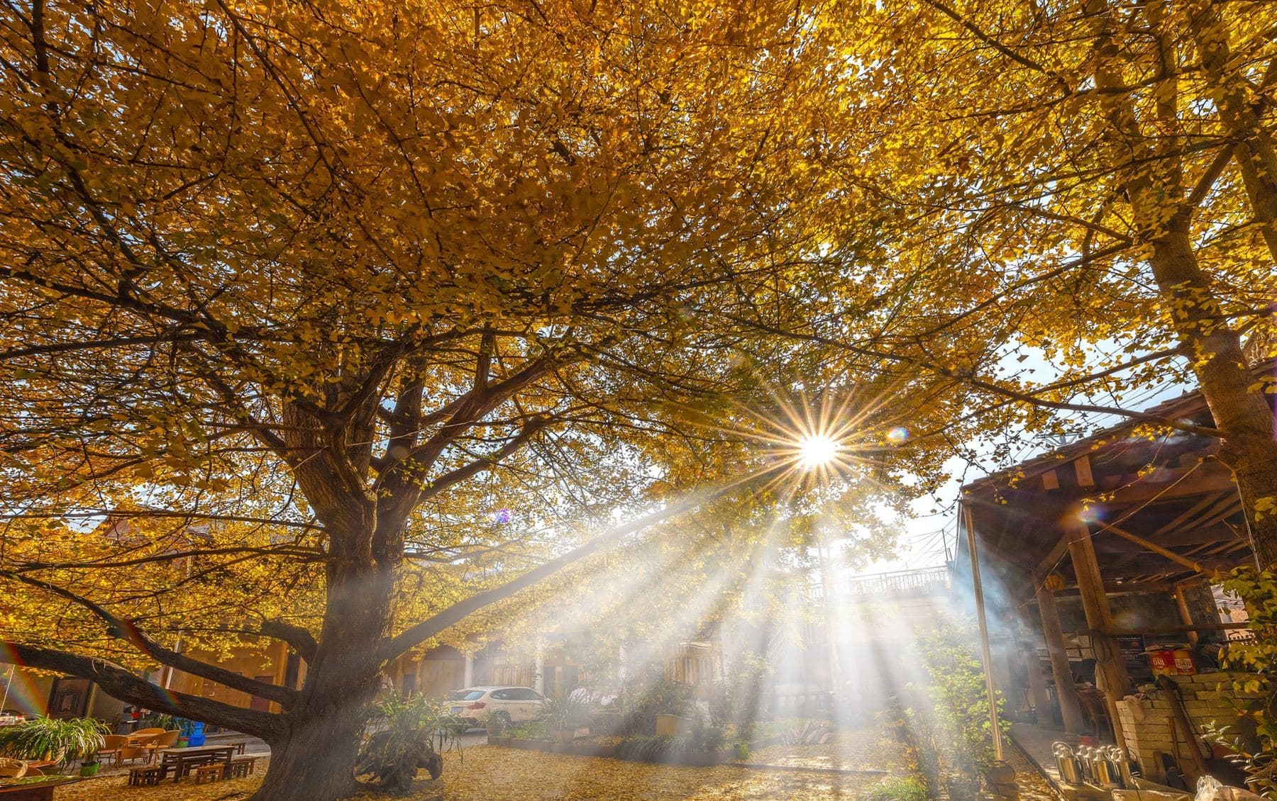 Sunlight filtering through golden leaves into a courtyard